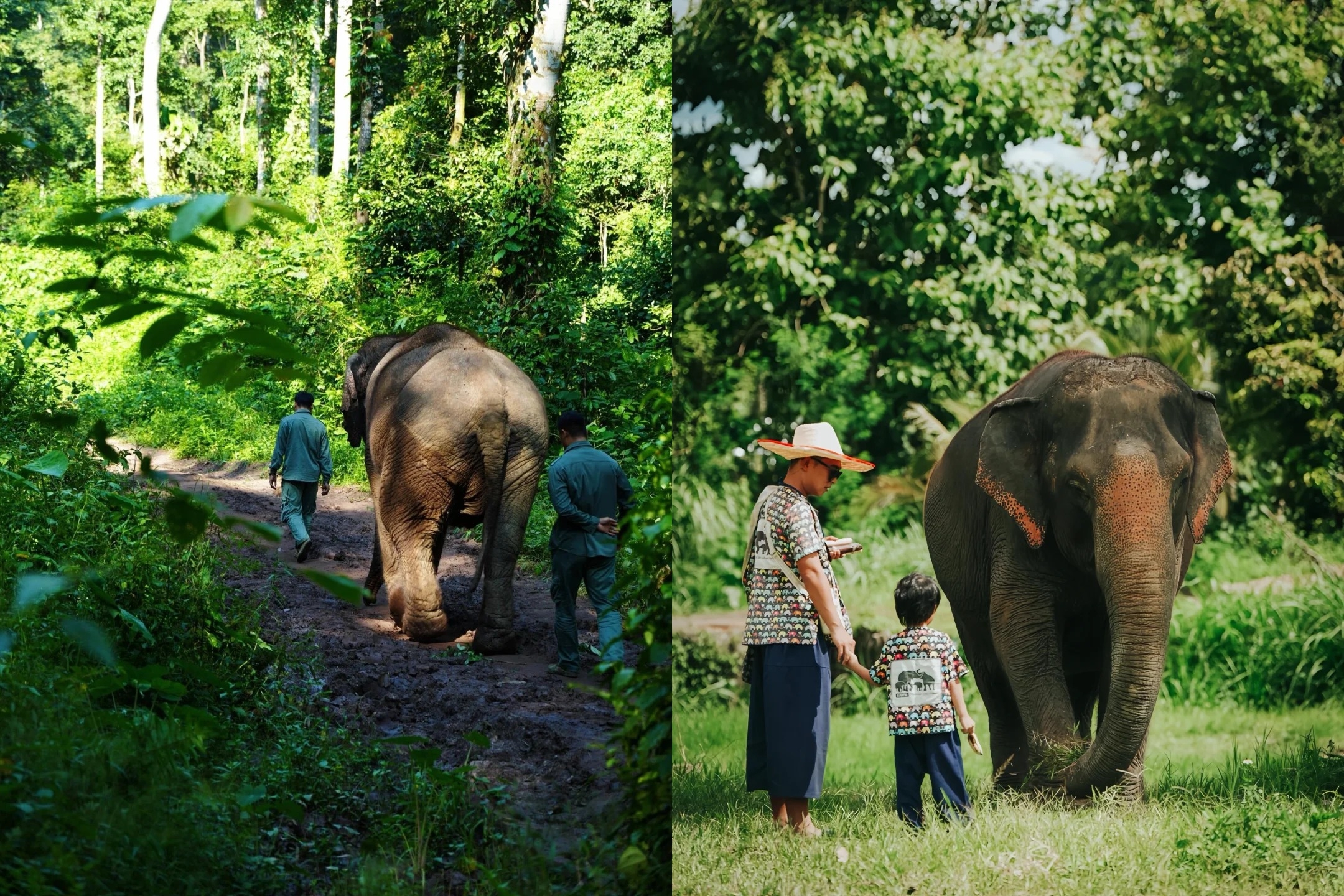 [Private Group] Yunnan Xishuangbanna + Pu'er Mengwa Green Field 6 Days 5 Nights