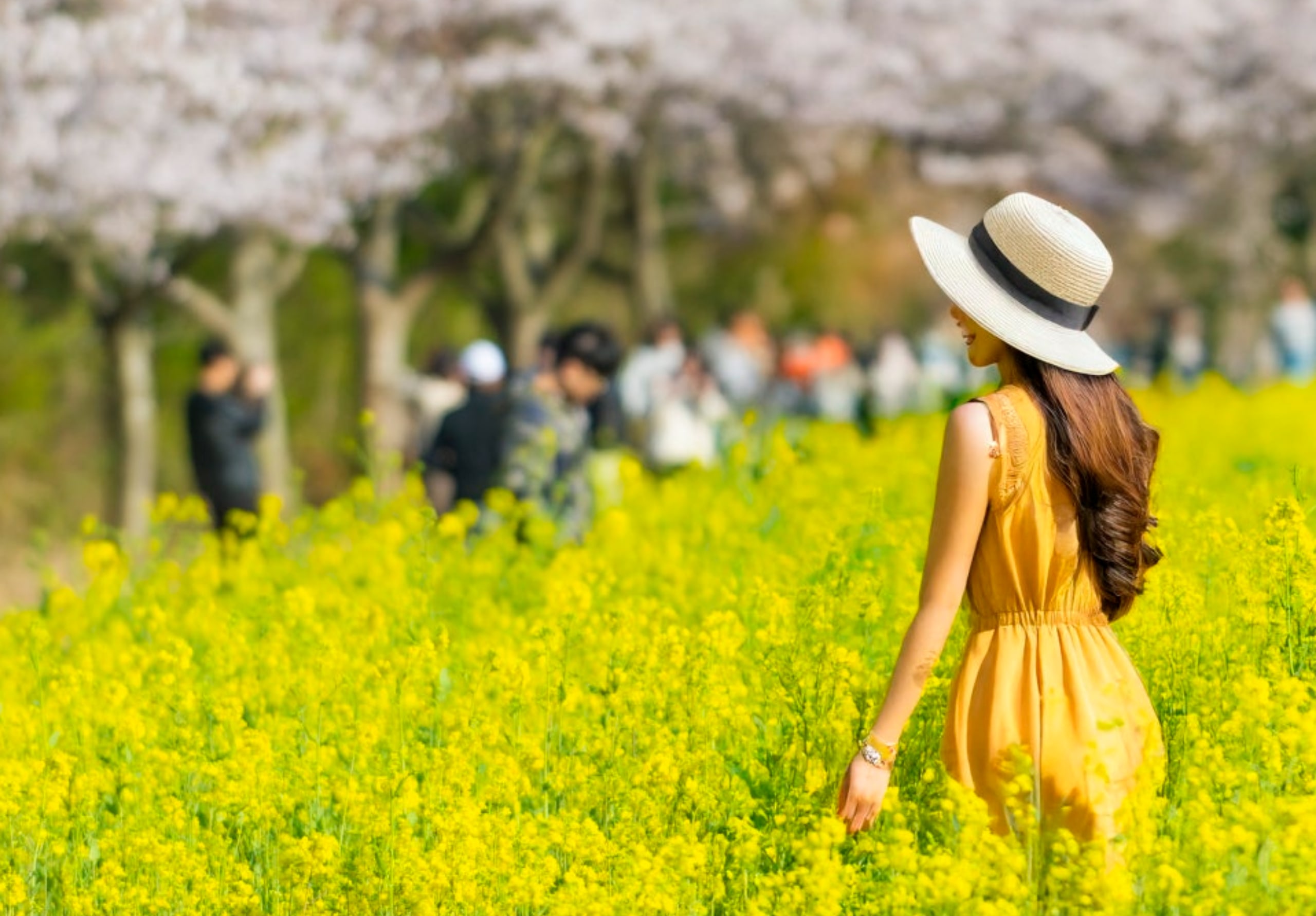 春季精選景點:鹿山路、油菜花與櫻花(3月下旬至4月15日)
櫻花預計在4月第一週盛開 春季精選景點:鹿山路、油菜花與櫻花(3月下旬至4月15日)
櫻花預計在4月第一週盛開