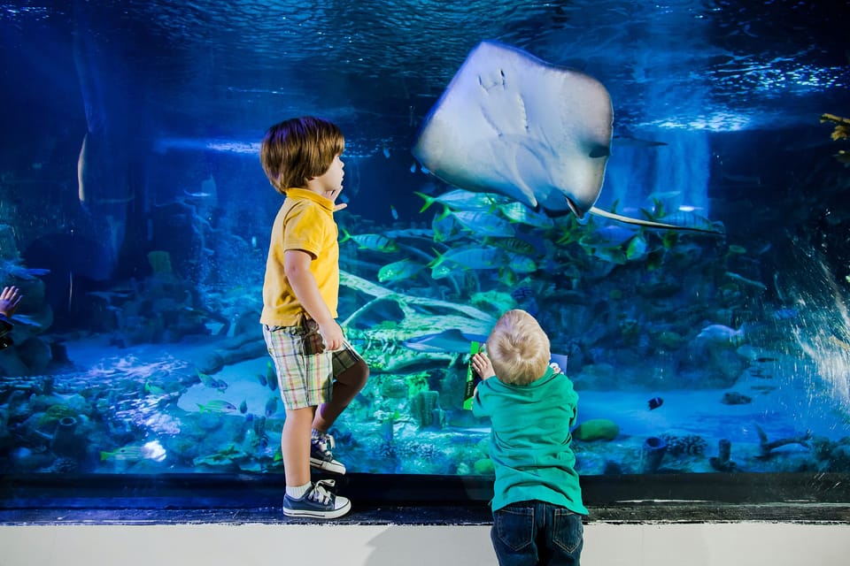 紐澤西州美國夢購物中心 SEA LIFE® 水族館門票