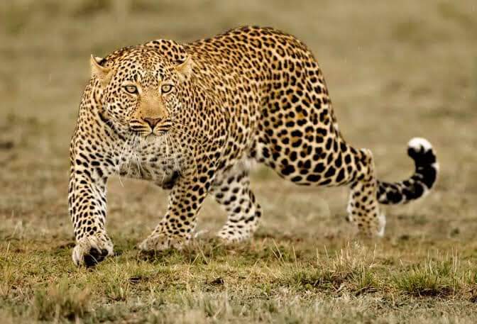 2 Days Lake Nakuru & Lake Naivasha Safari