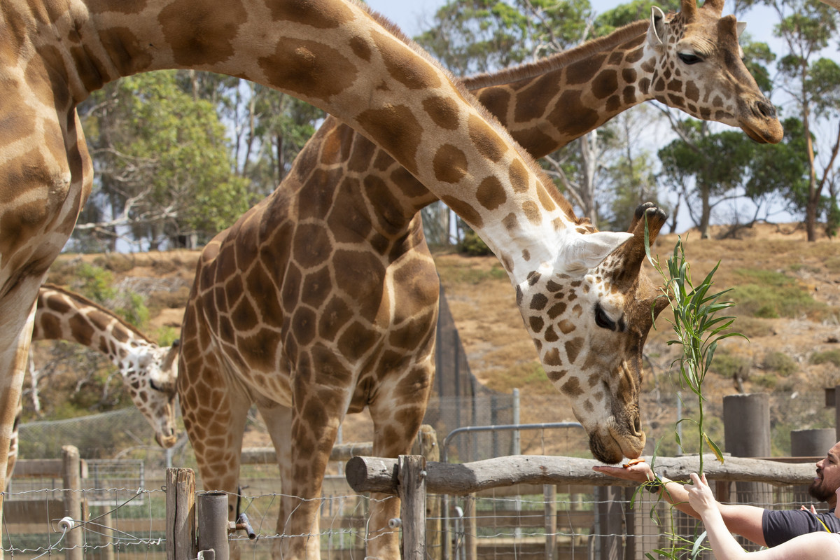 華勒比開放式野生動物園清晨熱帶草原之旅