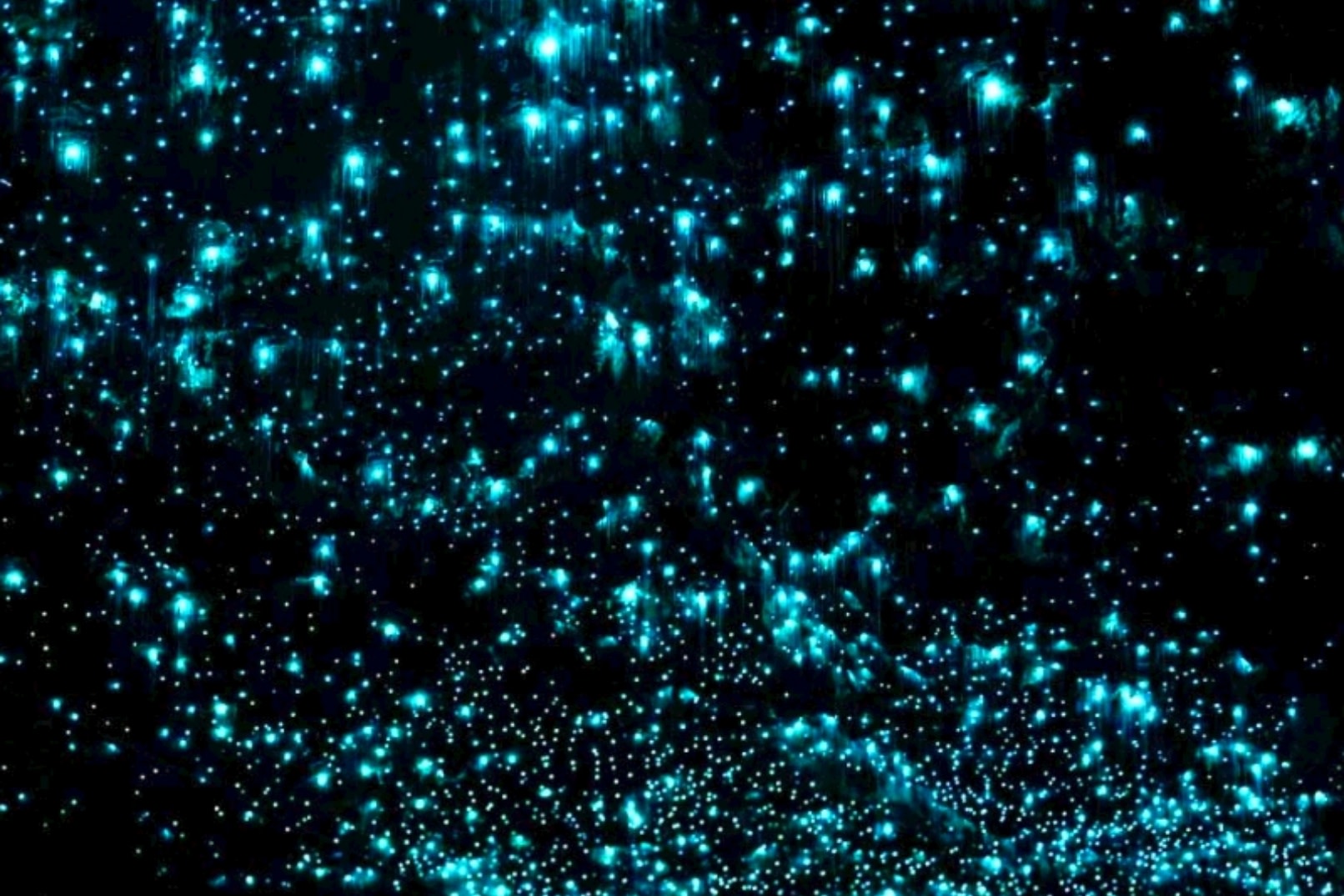 Springbrook National Park Glow Worm Night Tour (Chinese Guided Tour), Gold Coast, Australia