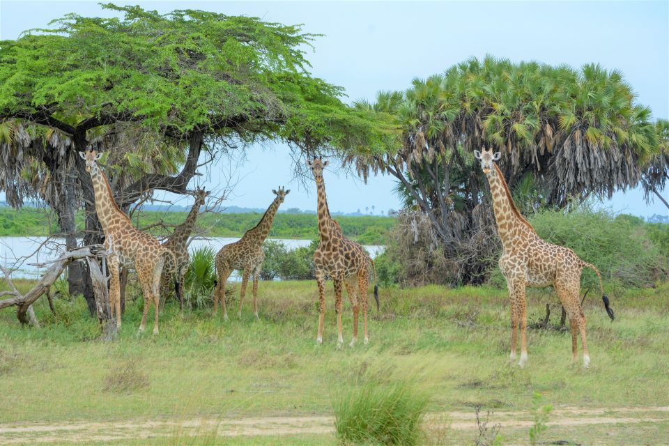 Selous Game Reserve Day Safari with Flights From Zanzibar 