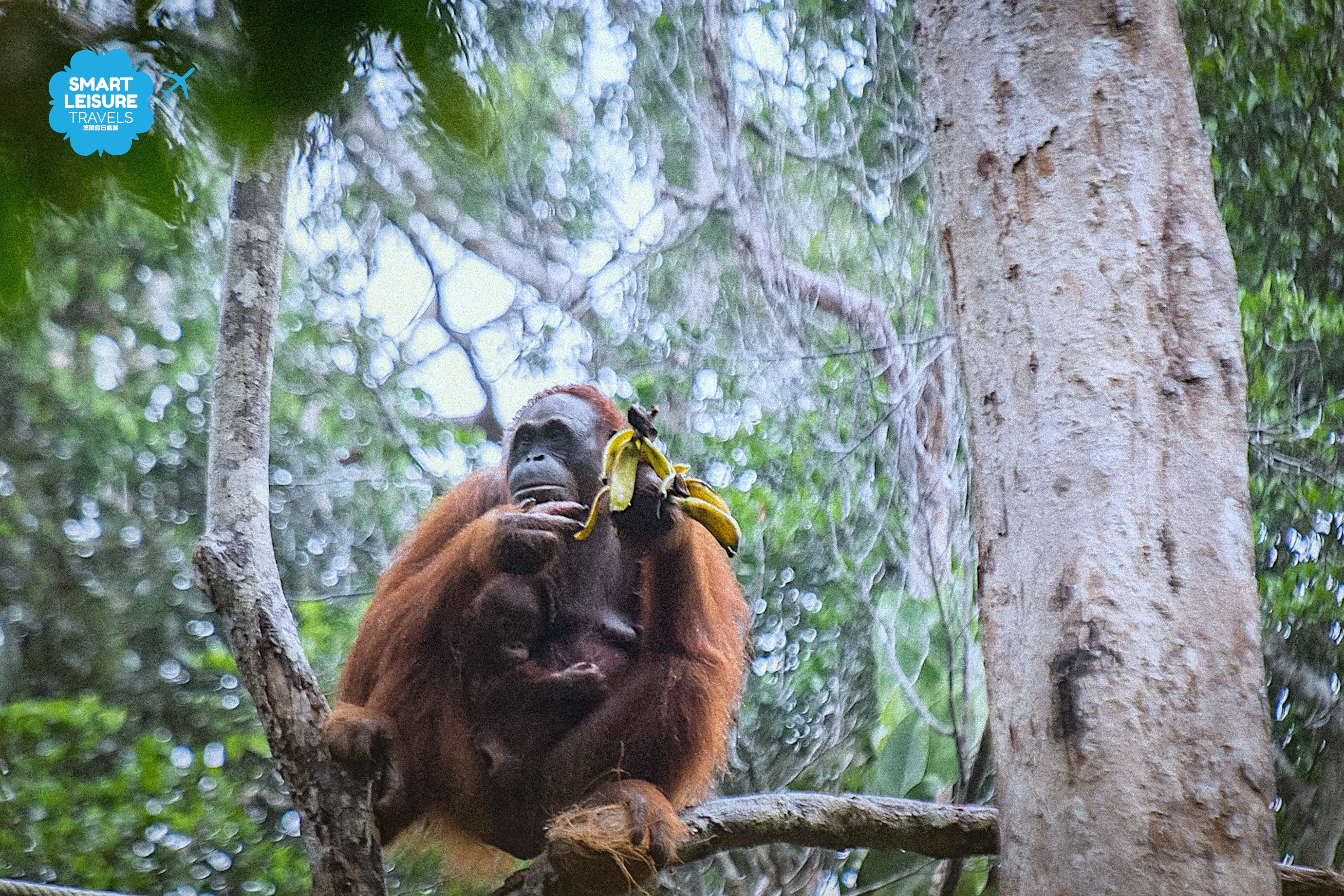 Semenggoh Wildlife Center Day Tour in Sarawak