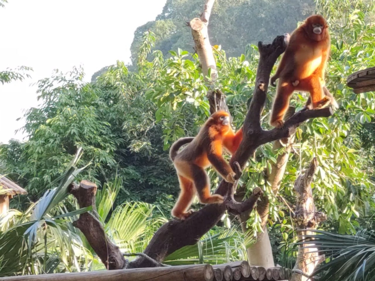 廣州長隆野生動物世界｜阿拉伯狒狒（狒狒島）。