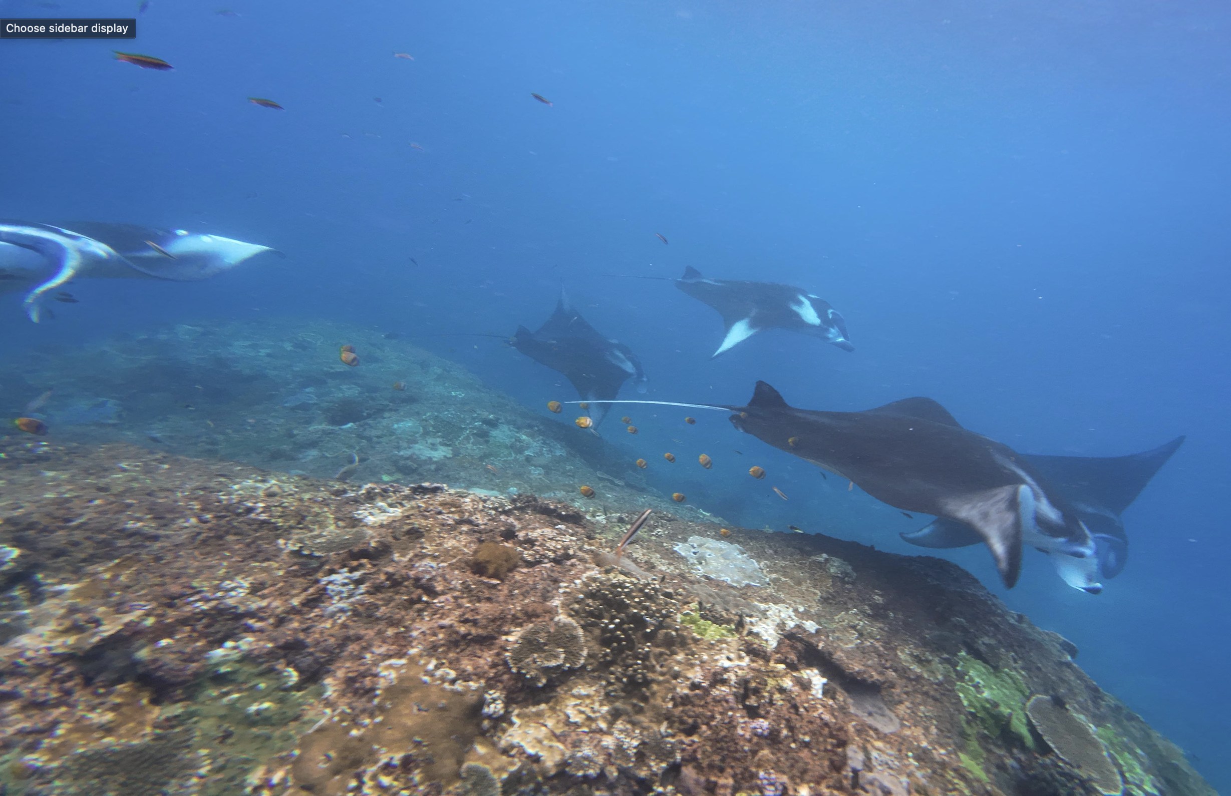Stand a chance to come across the famous Manta Rays Stand a chance to come across the famous Manta Rays