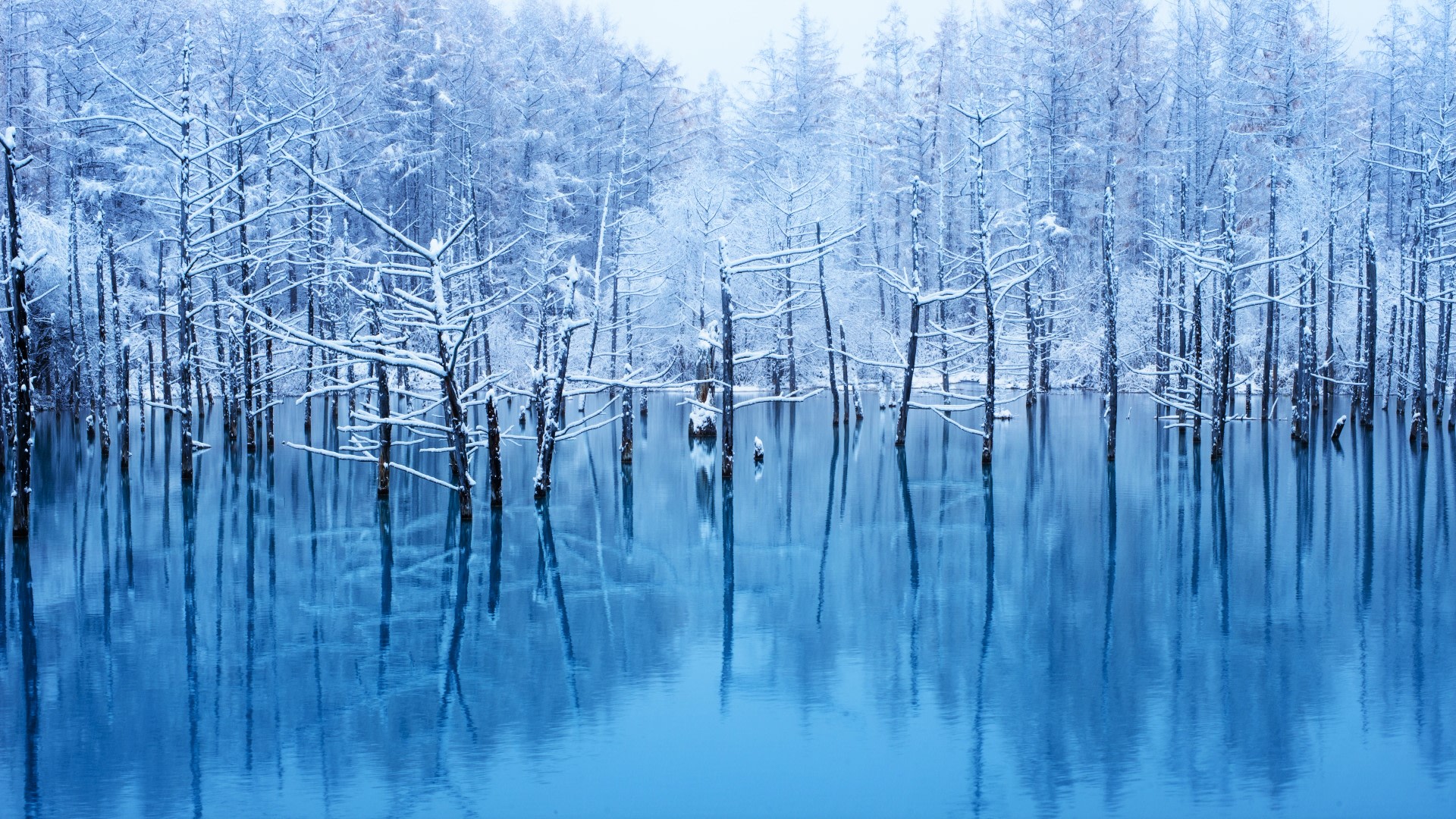 Asahiyama Zoo & Light up blue pond One-day Romantic & Winter Tour