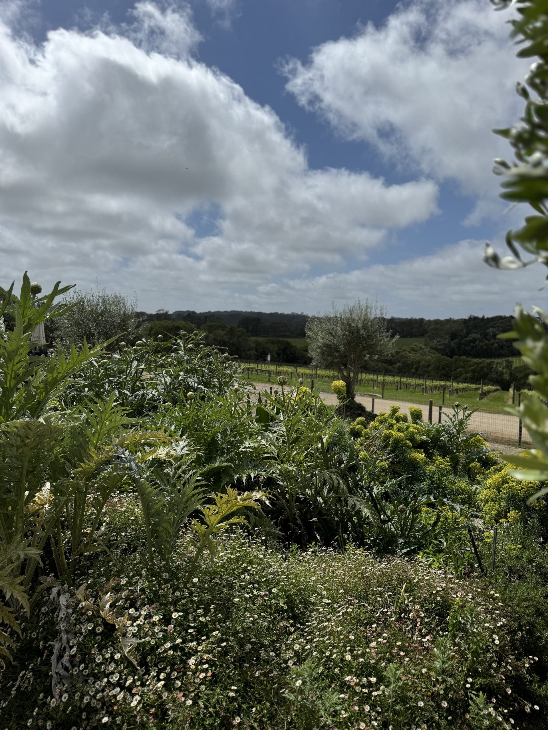 Mornington Peninsula & Winery Tours offer a delightful escape, featuring scenic coastal views, award-winning wineries, gourmet tastings, and relaxing hot springs for the perfect day out.