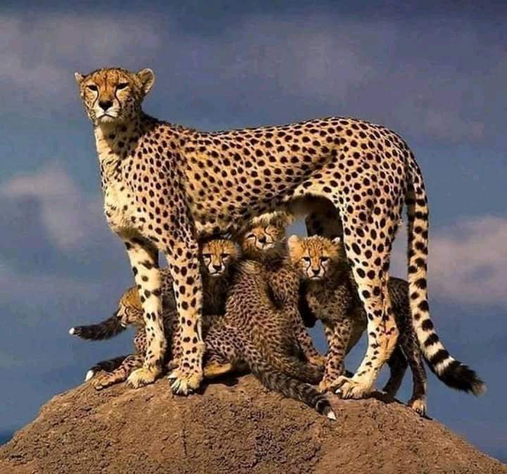 Nairobi 5-Day Samburu & Masai Mara Safari Experience