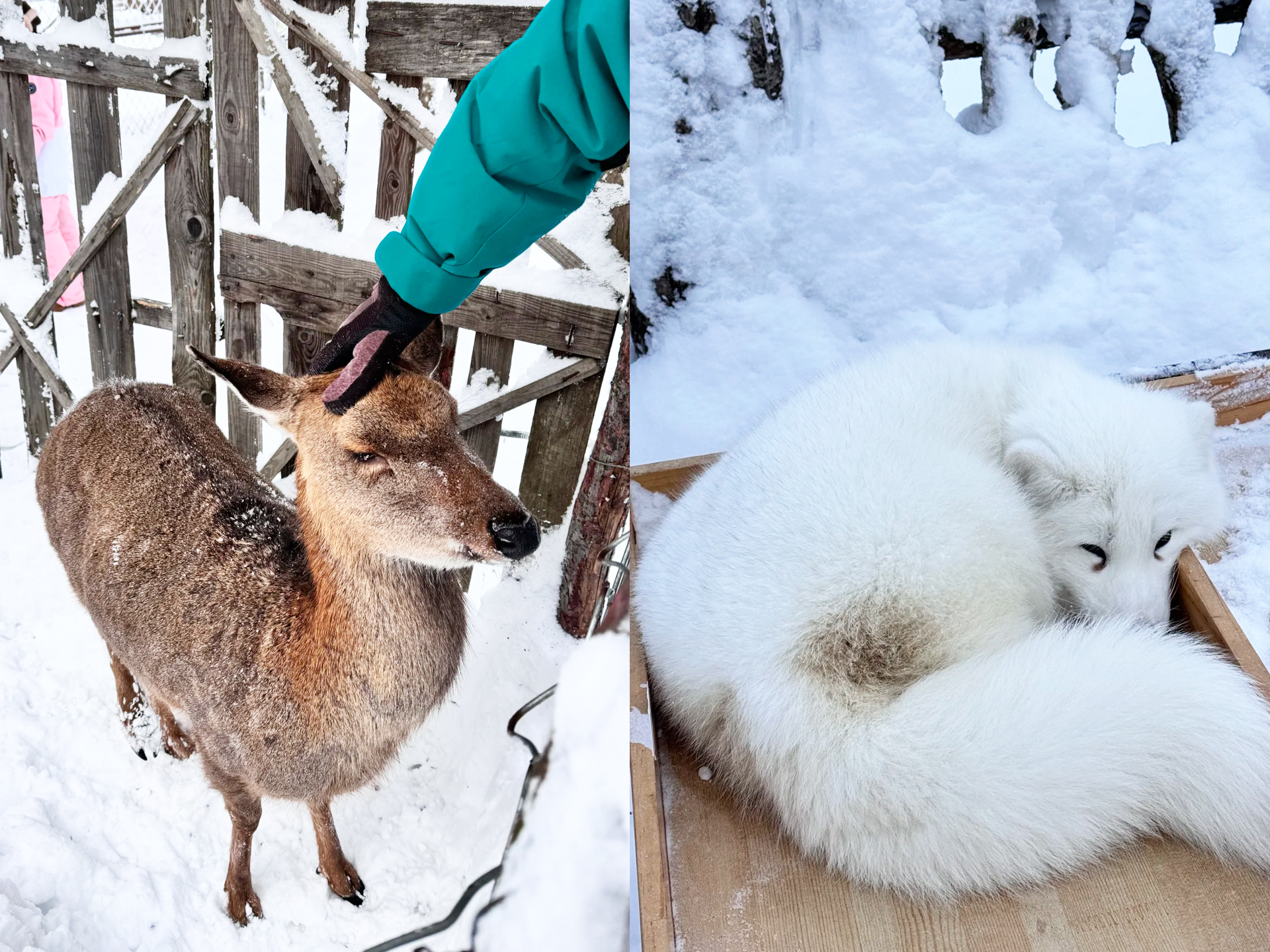 遊覽【高山動物園】在這裡您可以看到一些在其他地方看不到的小動物，還有東北特有的狍子哦！林海雪原小穿越，這裡的雪量及其豐沛，年平均降雪量在2米以上，獨特氣候形成了“千枝瓊玉”、“萬樹花”的霧淞奇景。林中潔白如銀，猶如龍宮洞府，別有一番情調。路旁結滿了晶瑩潔白的樹掛，這些樹掛彷彿經過了能工巧匠的精心雕刻，在陽光的照射下璀璨奪目，金光迸射，千姿百態，把人們帶入如詩如畫的仙境