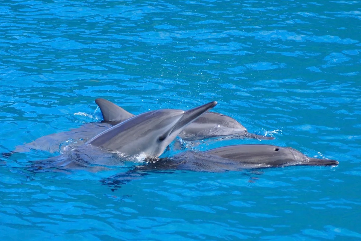 夏威夷基拉韋厄灣浮潛與海豚觀賞 (Kealakekua Bay Snorkel & Dolphin Watch in Hawaii)