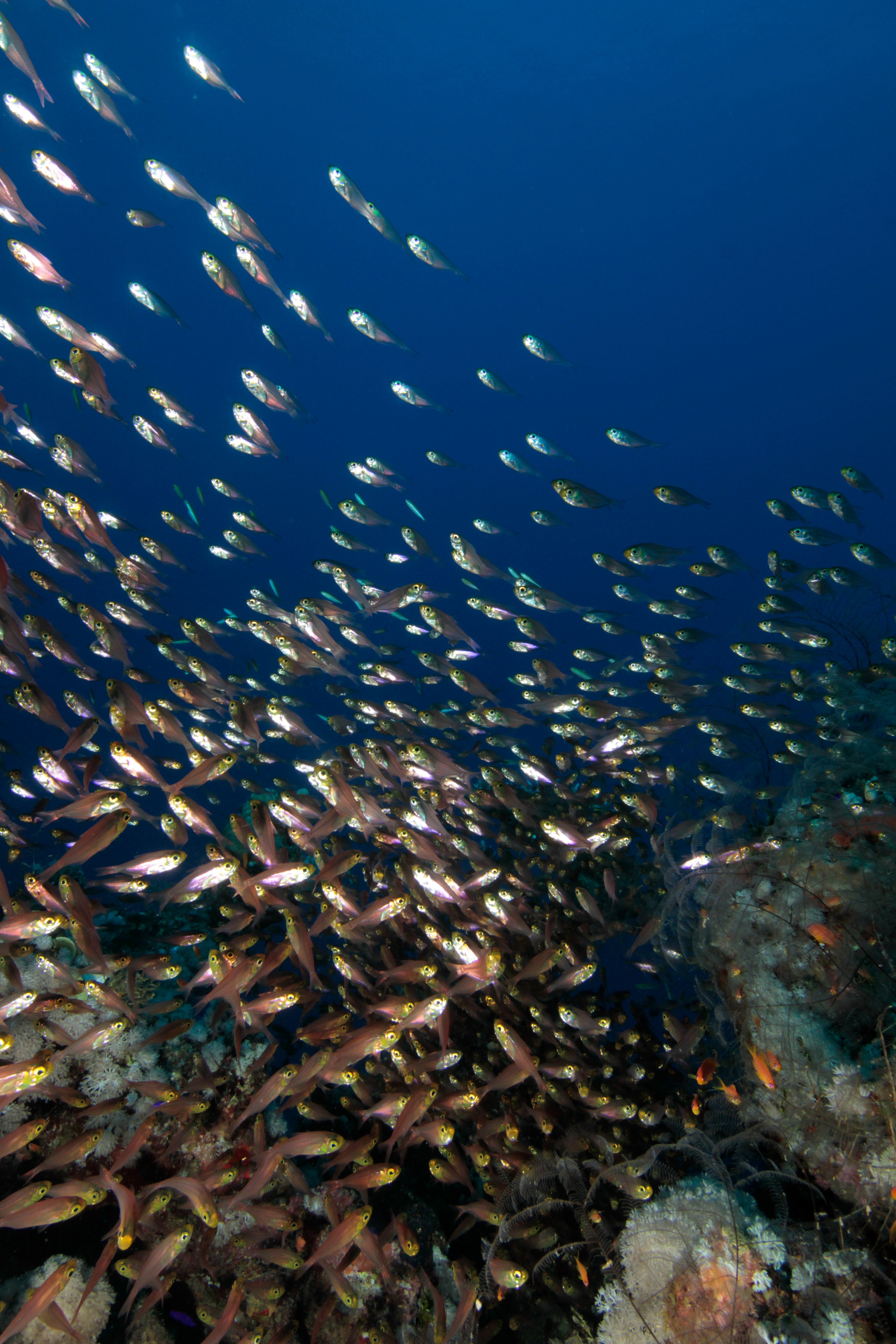 5 Unforgettable Fun Dives in Perhentian with PADI 5 Star CDC