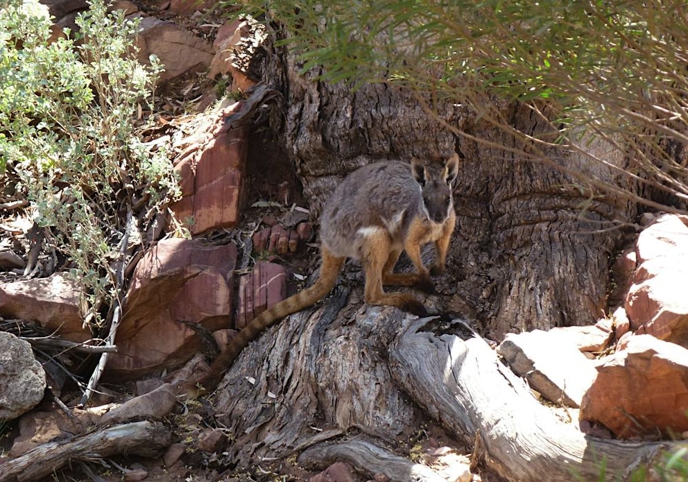 Wallabies, Rocks and Copper Guided 4WD Tour in Rawnsley Park