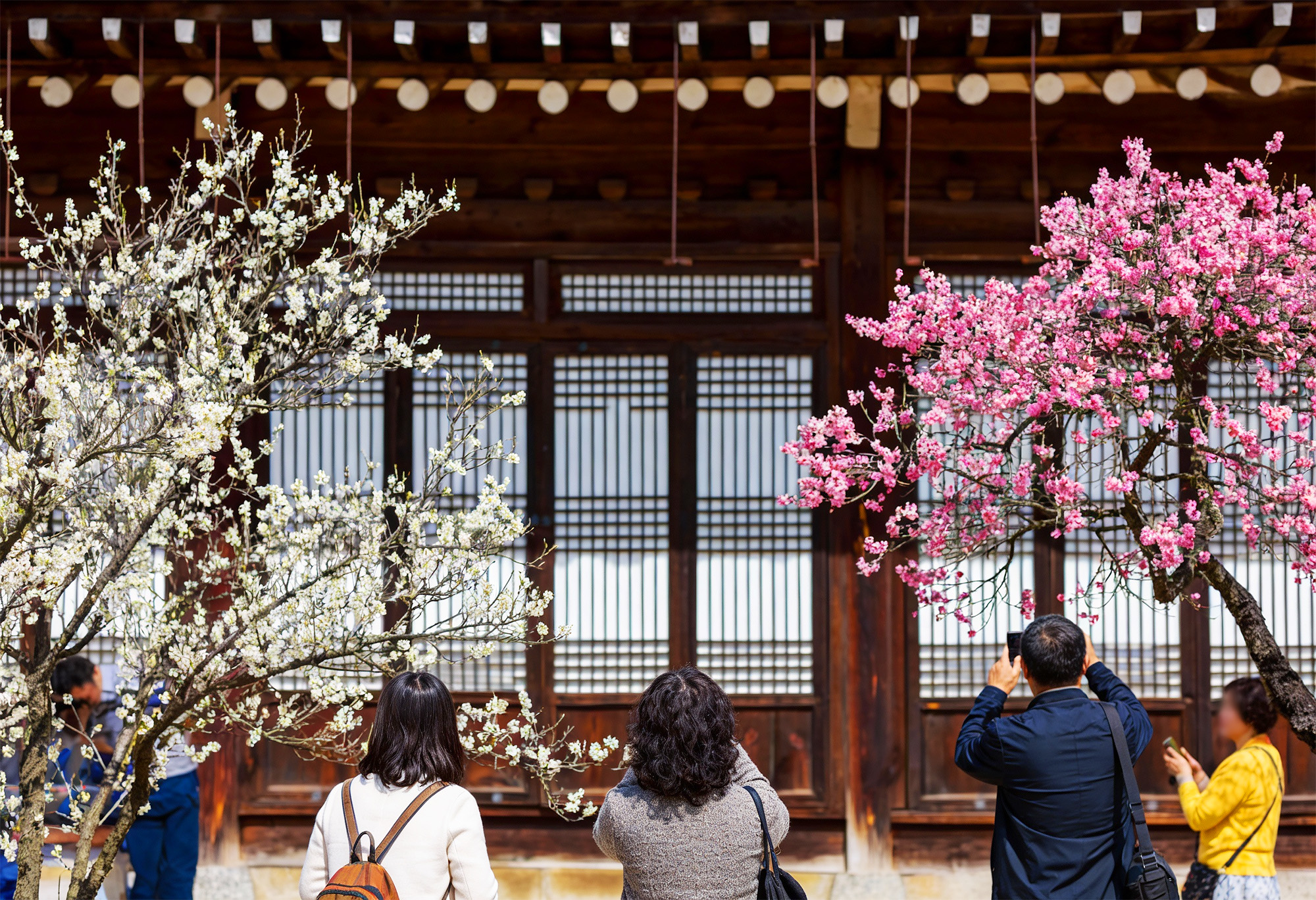 探索韓國最著名的傳統韓屋村全州! 探索韓國最著名的傳統韓屋村全州!
