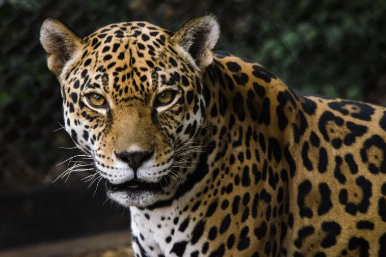 在同一個地方，您可以欣賞到獵豹奔馳、紅鶴曼舞，以及大象玩耍的精彩畫面！