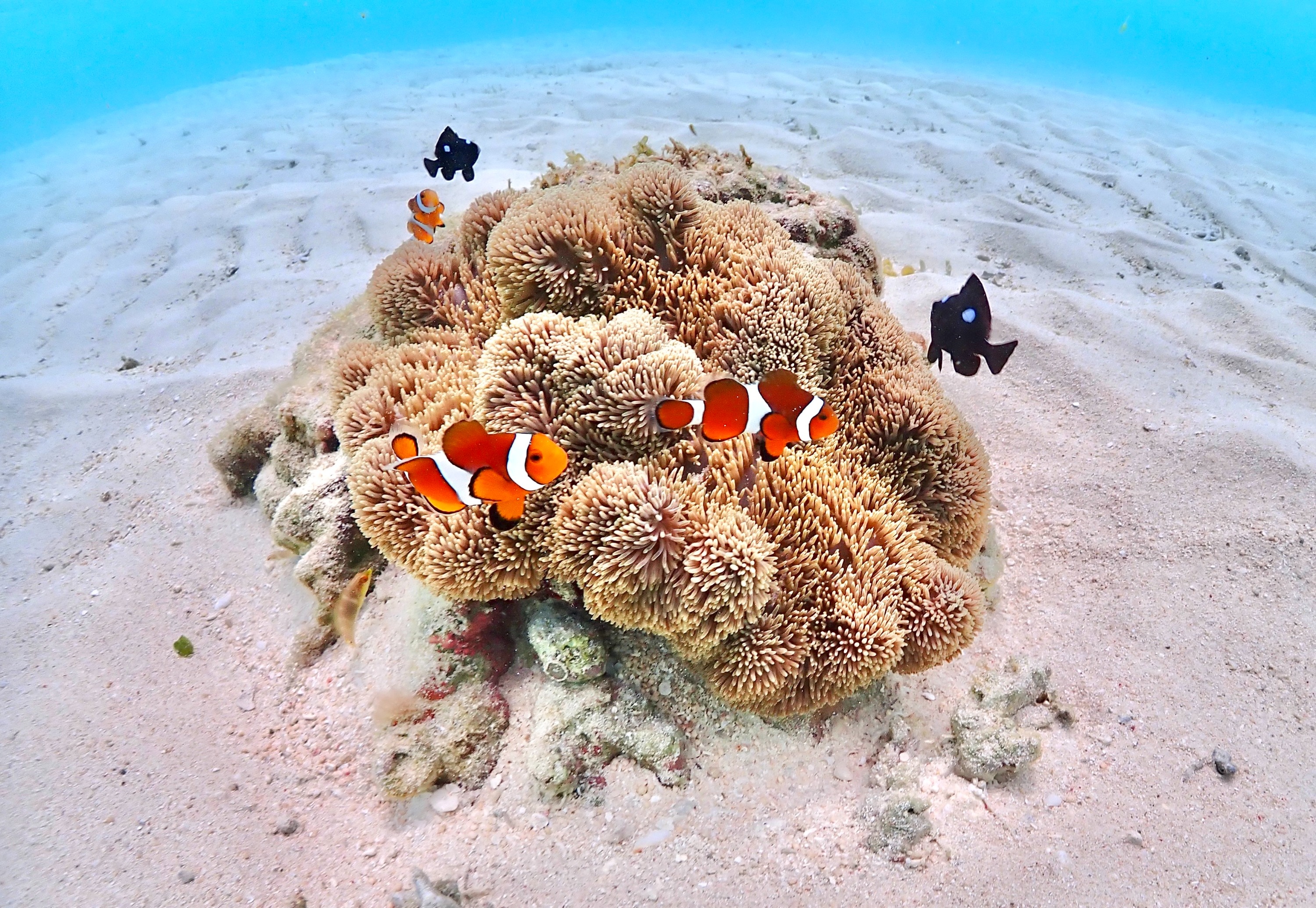 Snorkel Tour & Private Beach Diving Experience in Okinawa