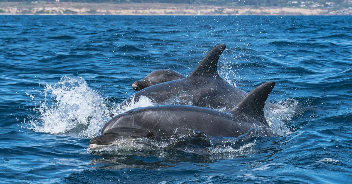 Dolphin Watching in Muscat