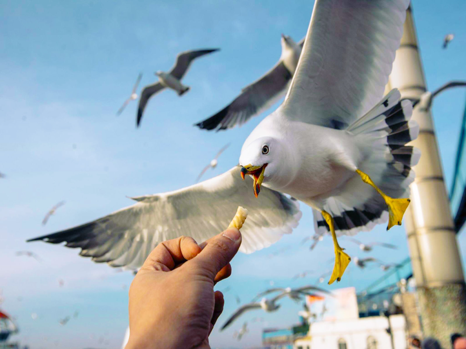 海鷗餵食渡輪之旅! 海鷗餵食渡輪之旅!