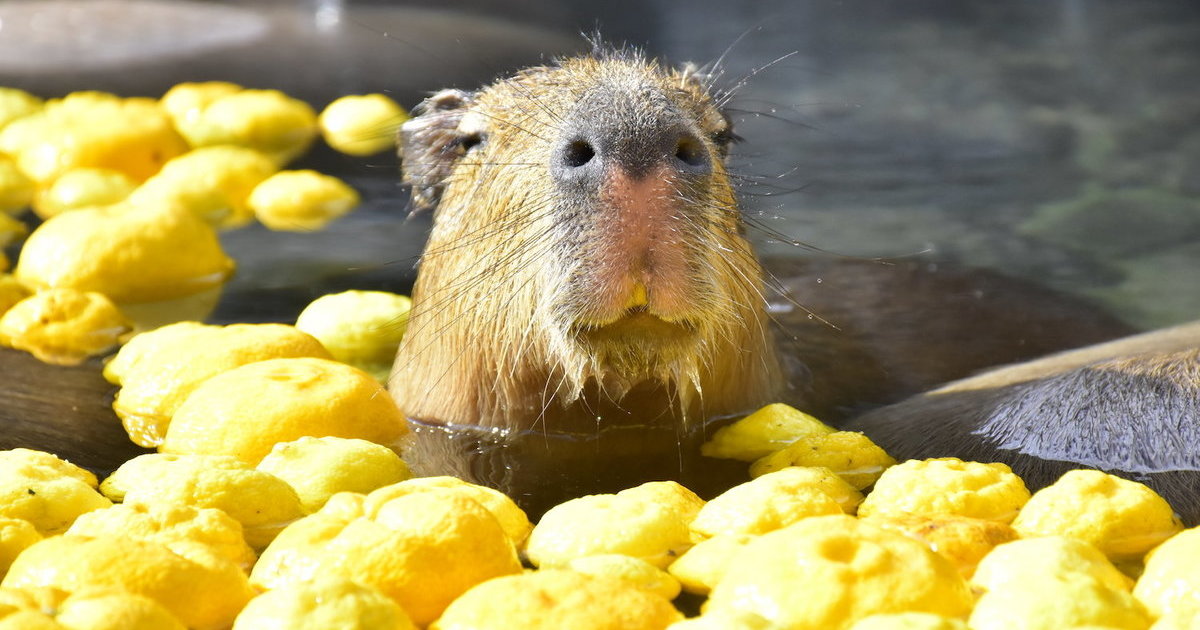 伊豆仙人掌公園種植了來自世界各地的約1500種仙人掌和多肉植物,並飼養了約140種動物的動物園,以“泡露天溫泉的水豚”在日本一舉成名。
(大室山與仙人掌動物園共停留100分鐘,請合理安排遊玩時間哦) 伊豆仙人掌公園種植了來自世界各地的約1500種仙人掌和多肉植物,並飼養了約140種動物的動物園,以“泡露天溫泉的水豚”在日本一舉成名。
(大室山與仙人掌動物園共停留100分鐘,請合理安排遊玩時間哦)