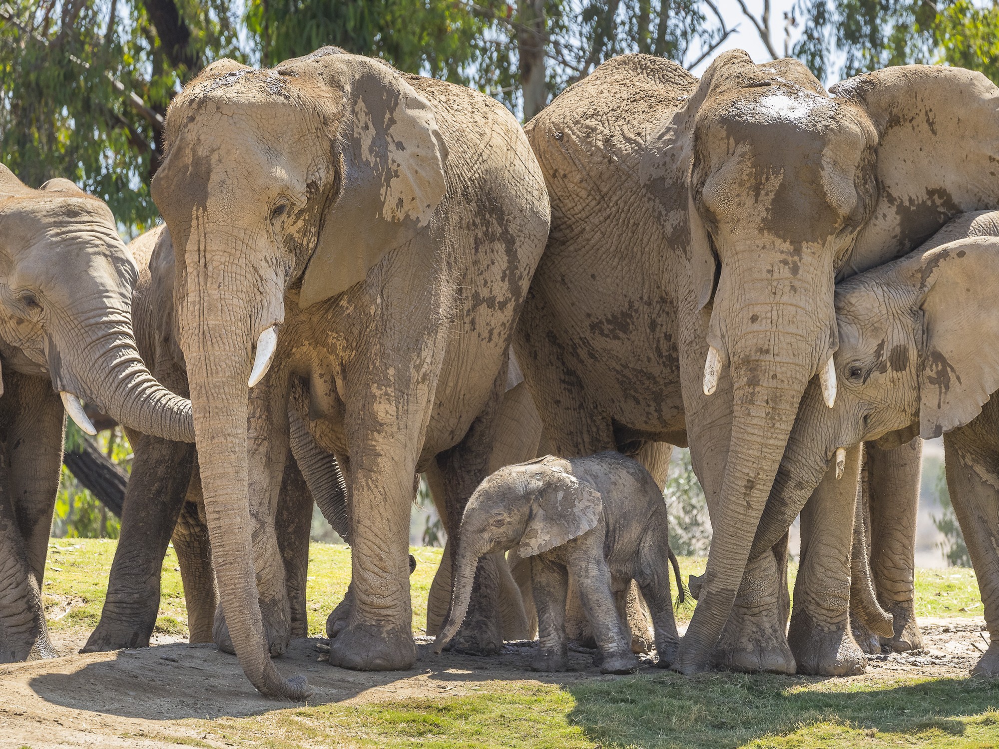 在聖地牙哥野生動物園 (San Diego Safari Park) 與大象近距離接觸，親眼見證牠們的雄偉，並在寬敞的棲息地觀察牠們的自然習性，感受這些壯麗生物帶來的震撼。