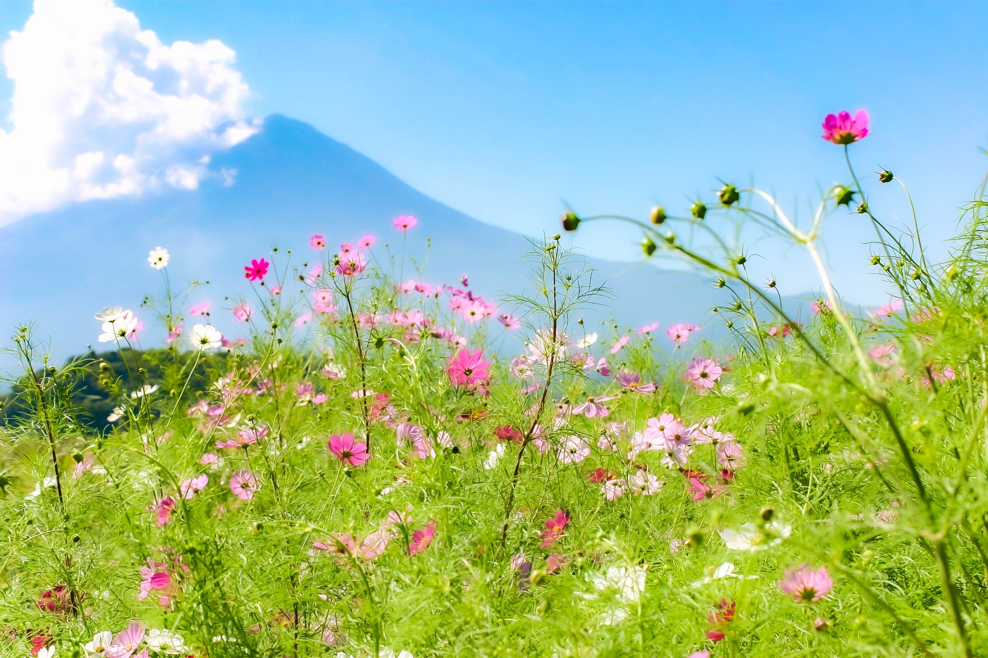 高級版富士山河口湖絕景一日遊！坐豪華巴士巡遊多個拍攝點，從不同角度欣賞令人震撼的富士山美景！包含神戶牛涮涮鍋（品川/新宿出發）