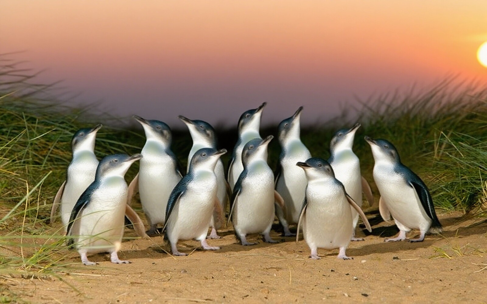 Yarra Valley Chocolaterie & Penguin Parade day tour from Melbourne