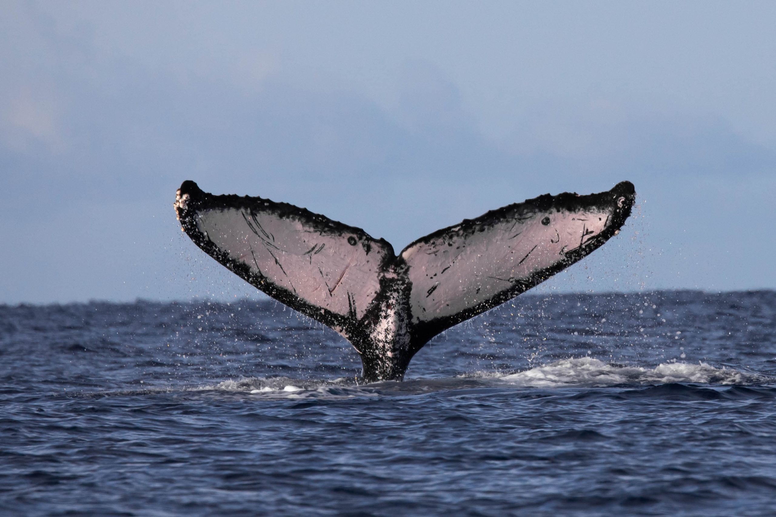 Enjoy close encounters with humpback whales while learning about their behaviors from certified Marine Naturalists