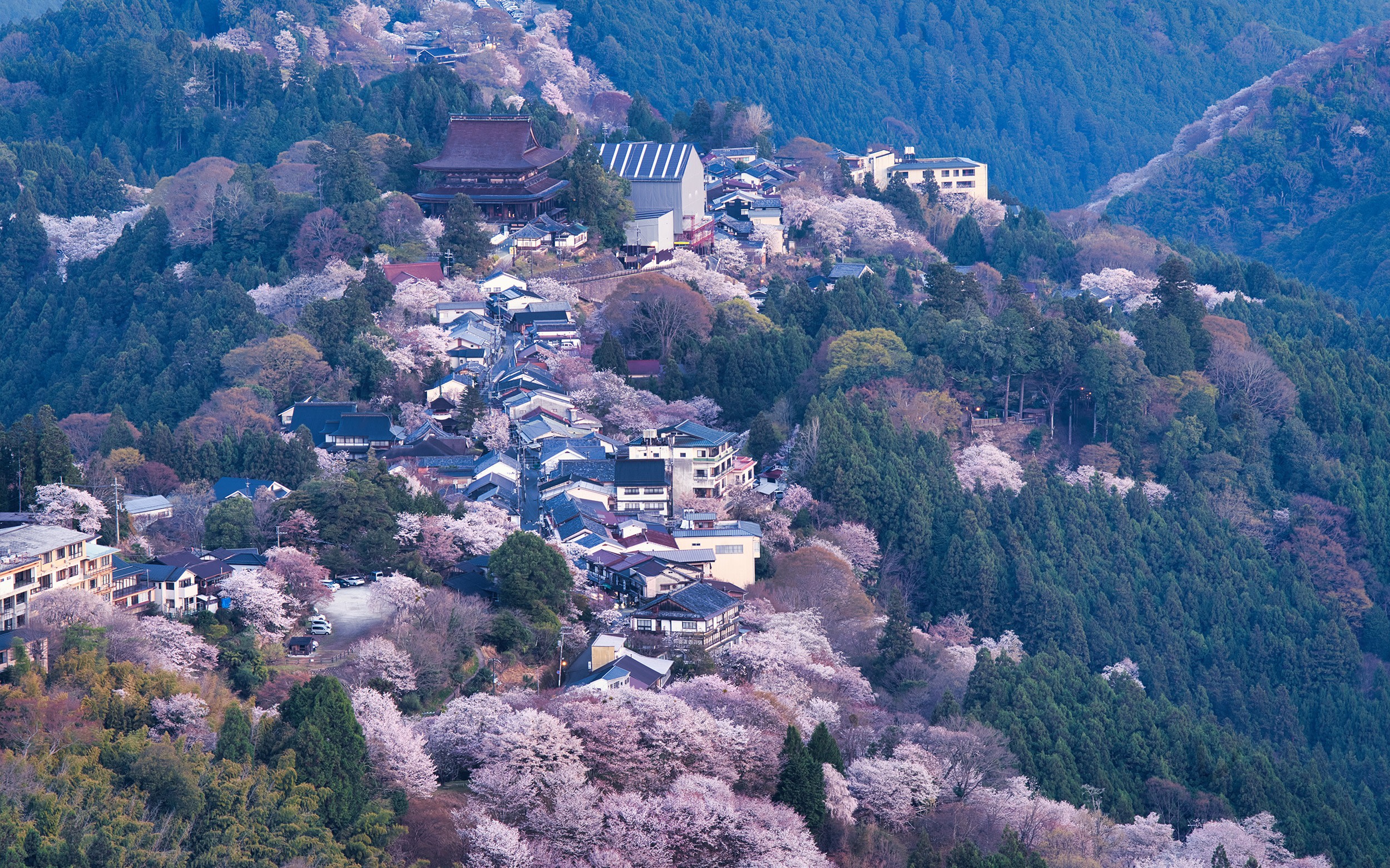 Nara: One-day cherry blossom viewing tour of Mt. Yoshino Yamazakura & Tsubosaka-dera Great Buddha & Nara Park