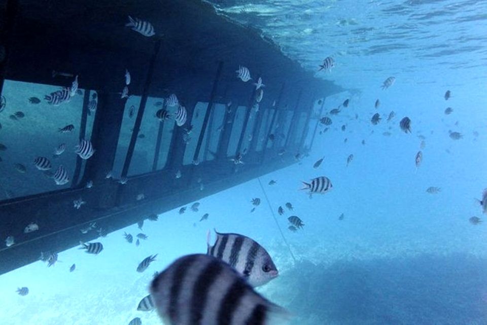 紅海：浮潛半潛艇遊船之旅
