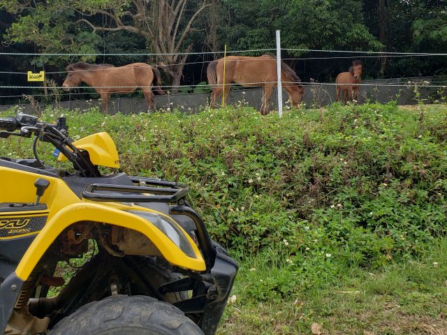 [South City Field] There are also friendly Yonaguni horses grazing leisurely along the way. It is super therapeutic to observe them up close while riding!