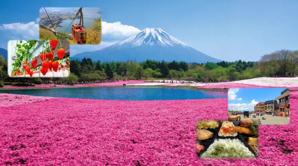 富士山打卡一日遊（含四季花卉 & 河口湖纜車 & 水果採摘吃到飽）- 東京出發