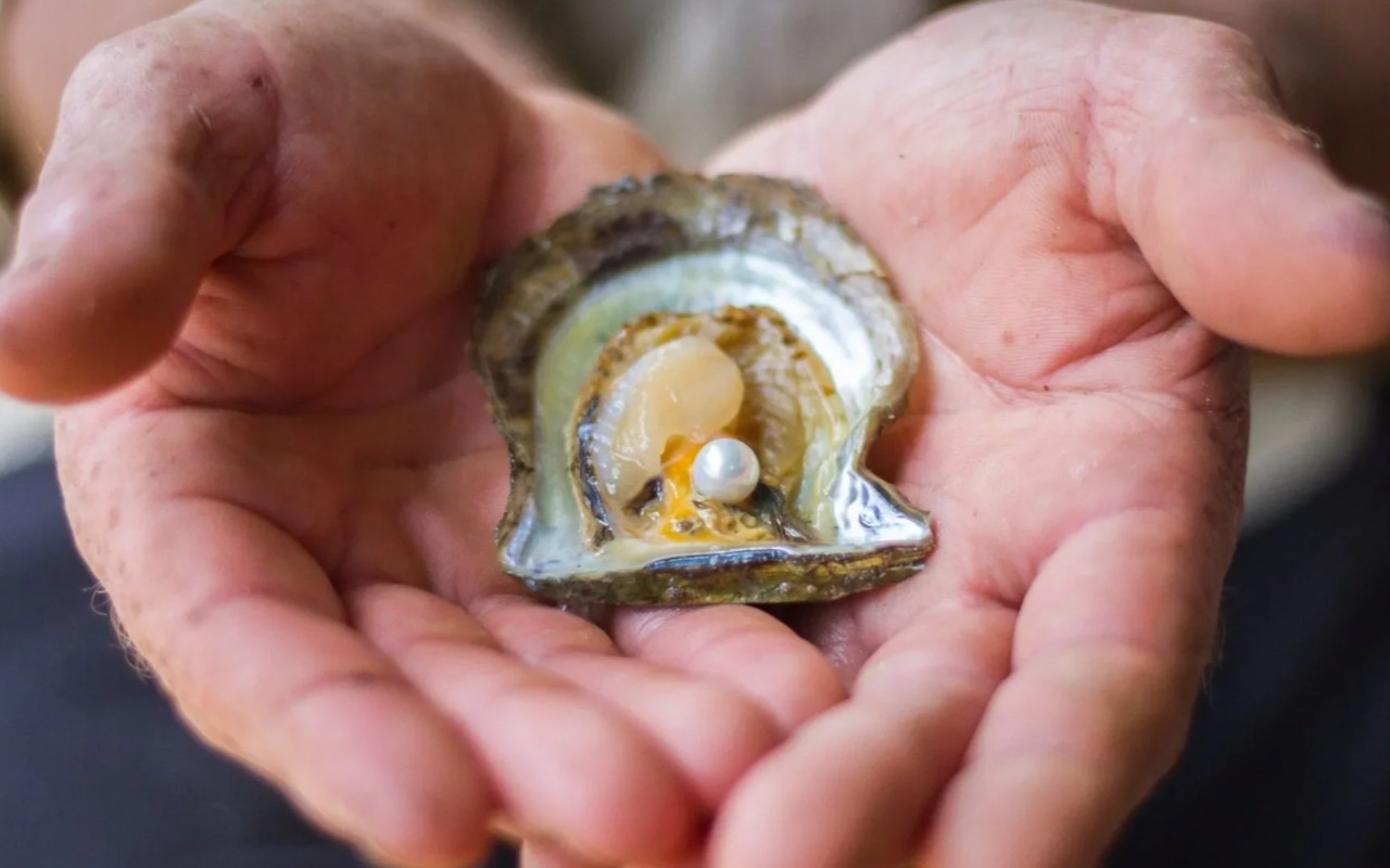 Broken Bay Pearl Farm Visit with Oyster Tasting Experience