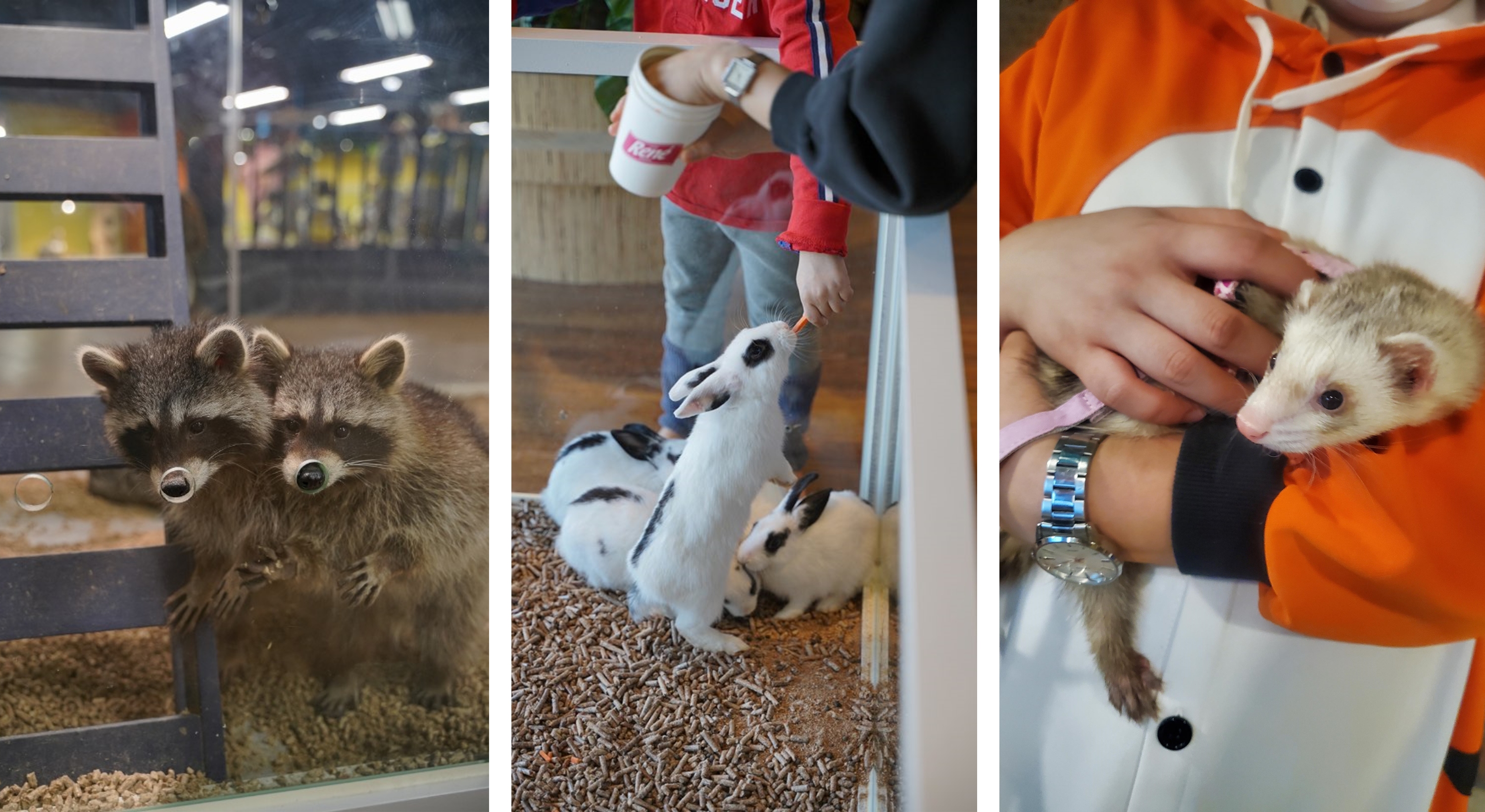 Seoul Interactive Tour | Le Space & Petting Zoo & Hanok + Nanta Show