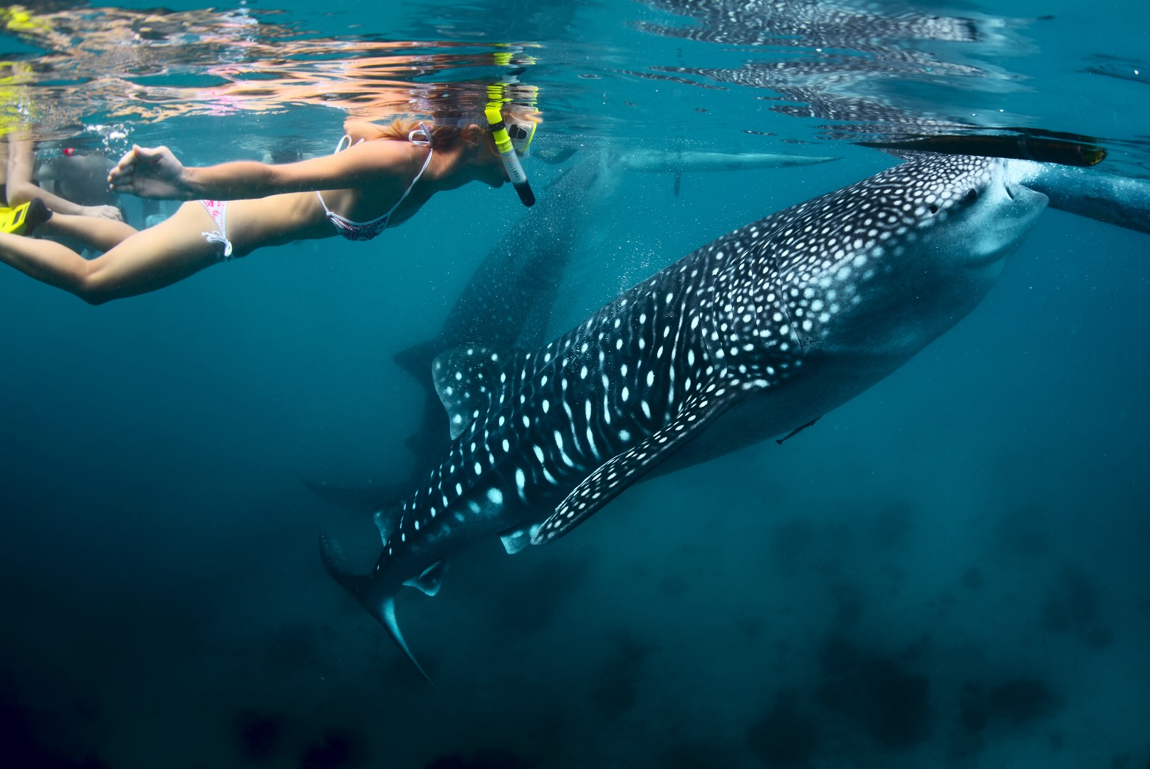 diver swimming on the surface with a whale shark seen in the background