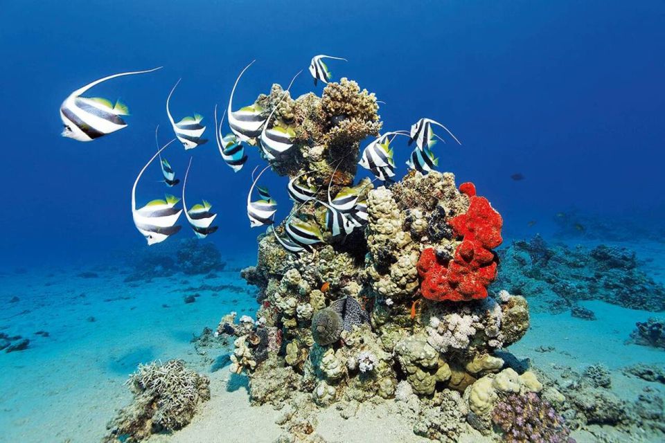 Marsa Alam: Hamata Islands Snorkeling Trip with Lunch