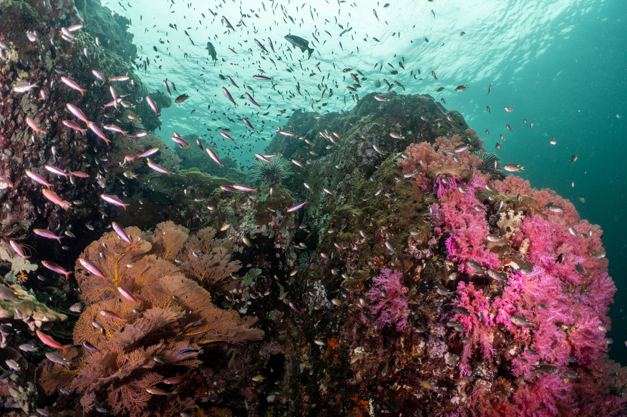 麗貝島的水上冒險：PADI 5* 中心的高級課程