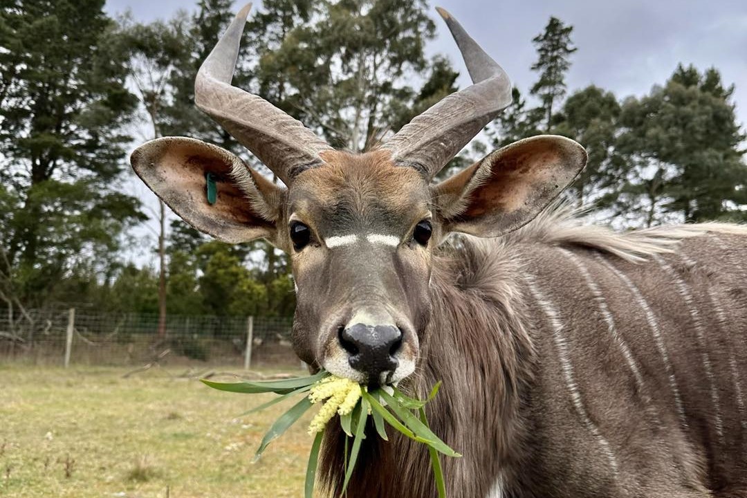 纽西兰 Orana Wildlife Park 野生动物园门票