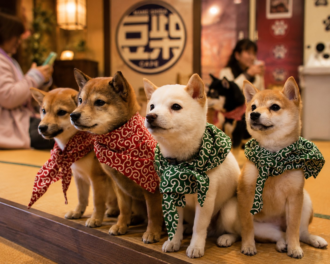 湯布院豆柴咖啡廳（Mame Shiba Cafe）來到由布院，除了散步金鱗湖與湯之坪街道外，也別錯過超人氣的「豆柴咖啡廳」。
店內生活著多隻可愛的豆柴犬，旅客可以近距離欣賞牠們活潑可愛的模樣，享受療癒時光。