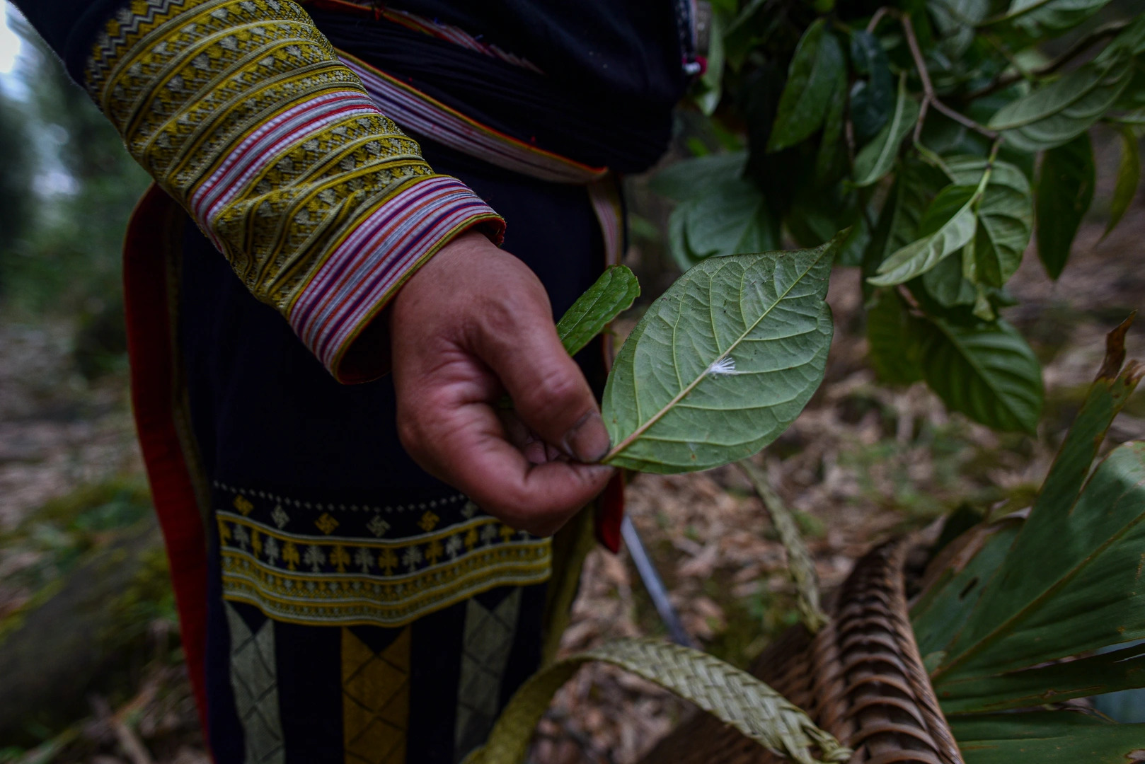 沙巴：紅瑤族草藥足浴和採葉之旅