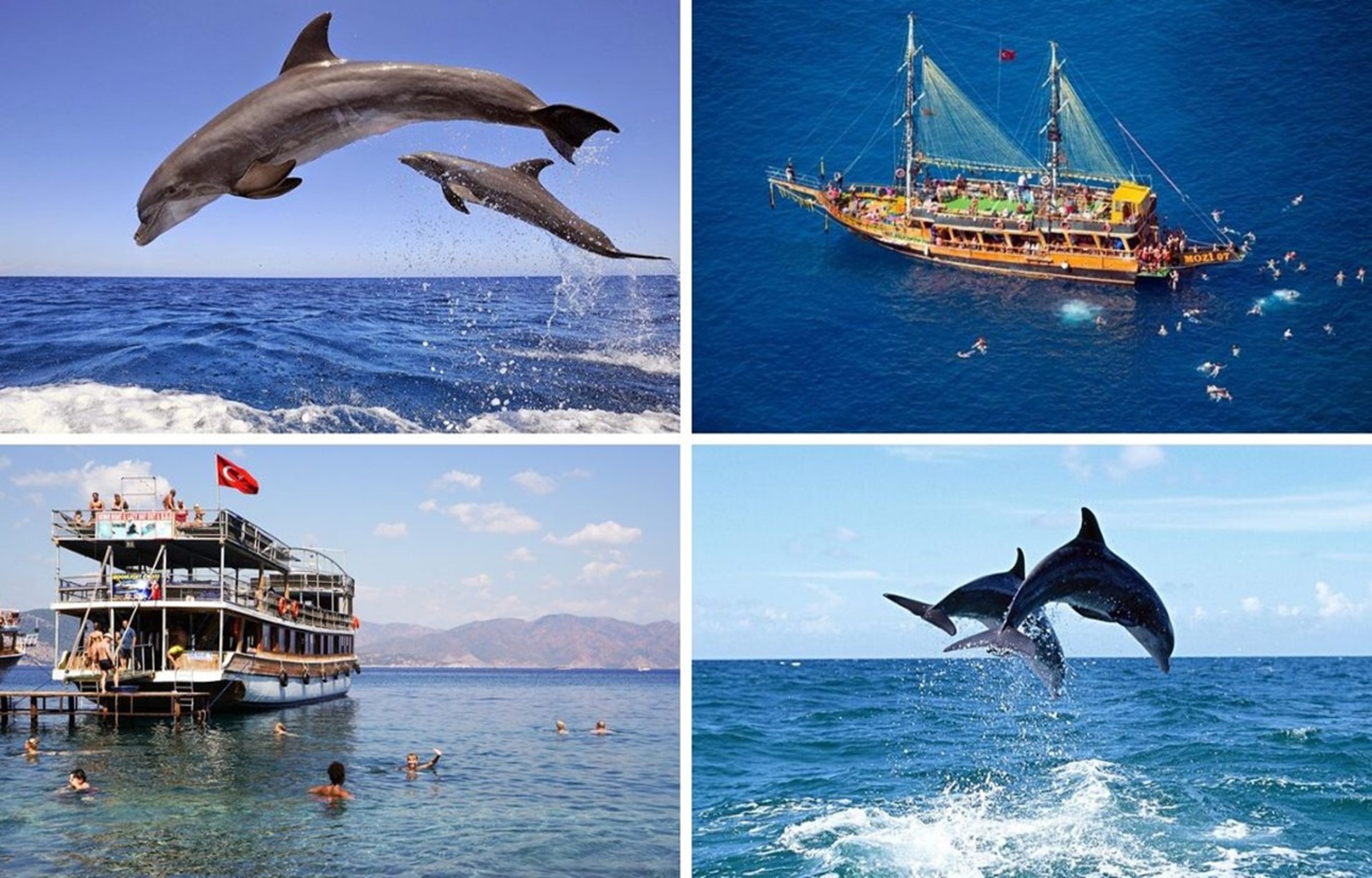 Side Dolphin Island Boat Trip Included Lunch & Soft drinks