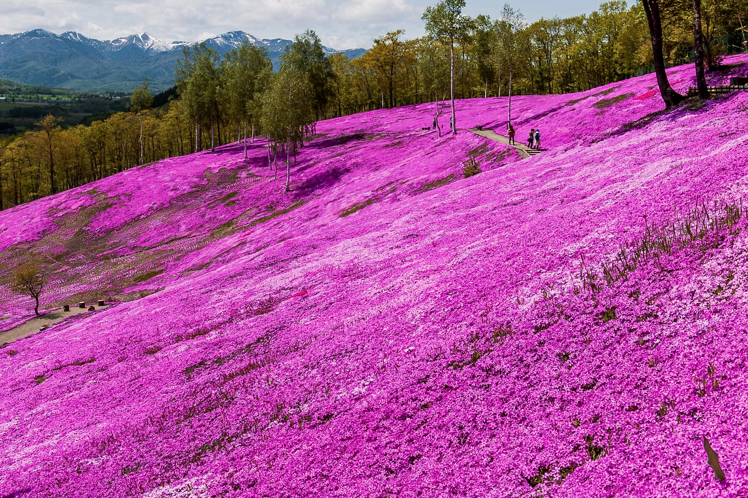 【5月限定｜北海道春季花海奇景】札幌出發1日遊｜10萬㎡粉紅芝櫻山&北海道最大鬱金香花田