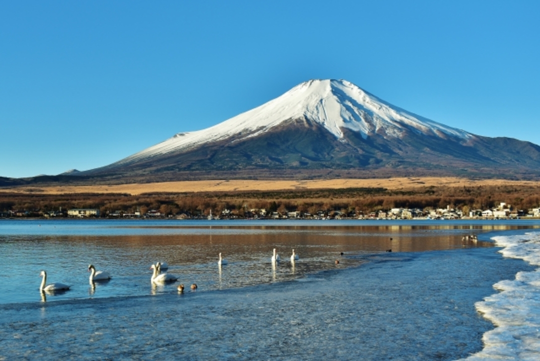 冬季可欣賞白雪覆頂的富士山與山中湖絕景