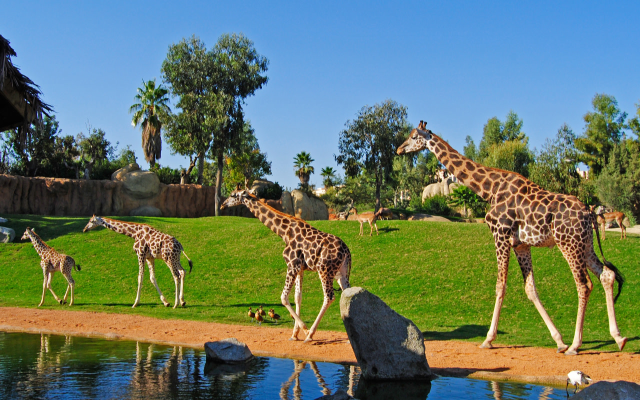 高聳的長頸鹿在稀樹草原上雄偉地行走，創造出令人驚歎的景象