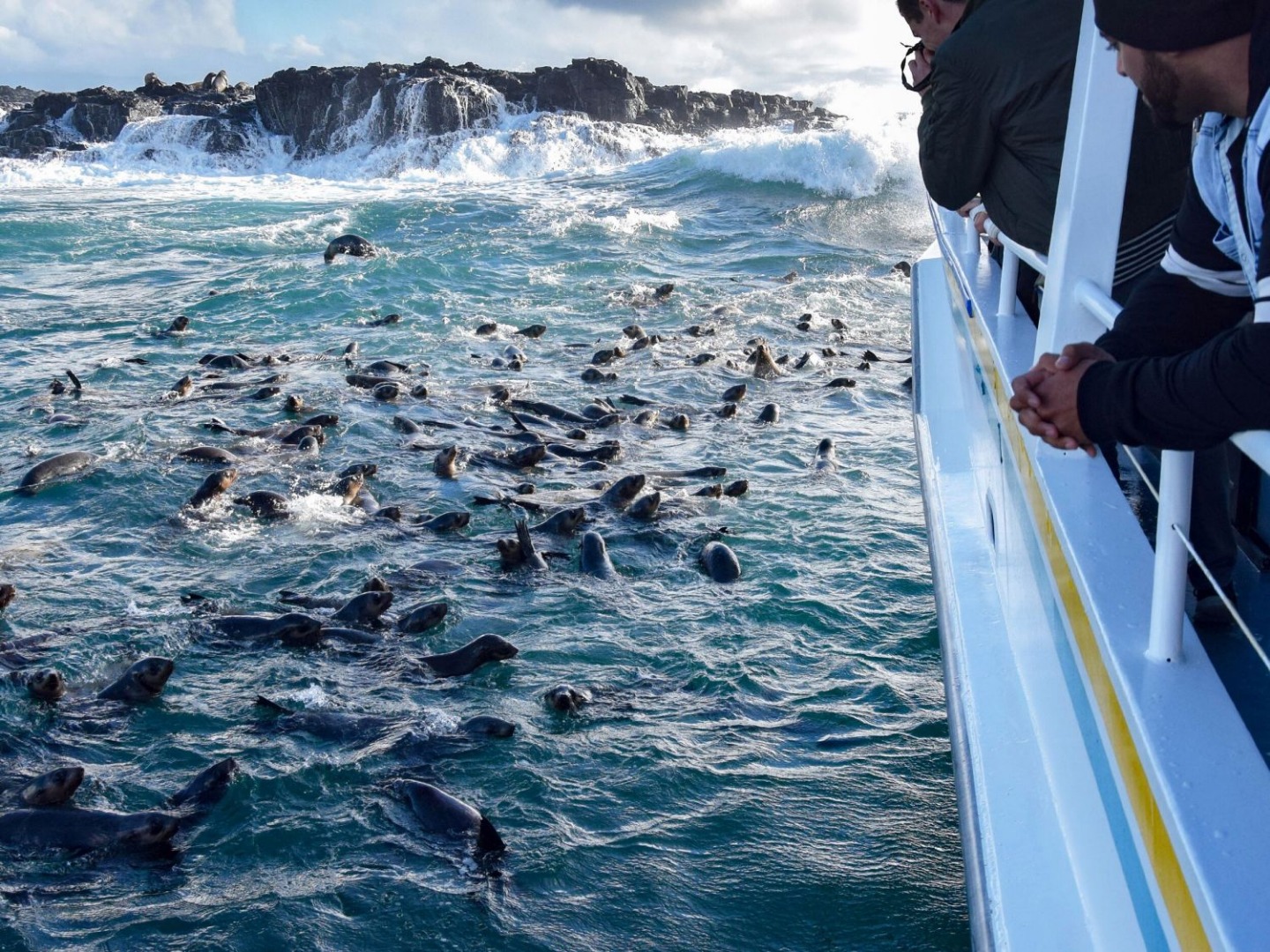 澳洲菲利普島觀賞海豹遊船之旅