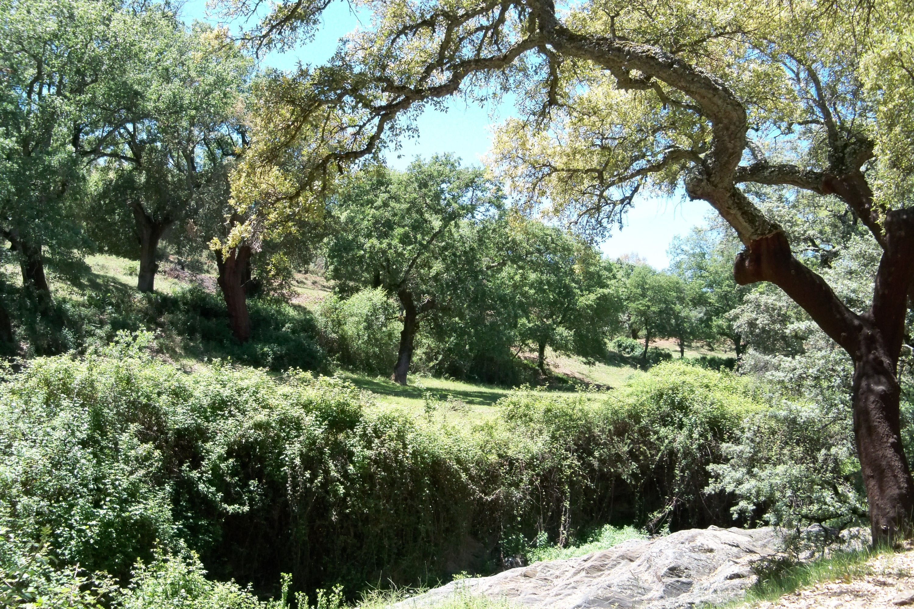 Aracena and Minas de Riotinto Guided Tour from Seville