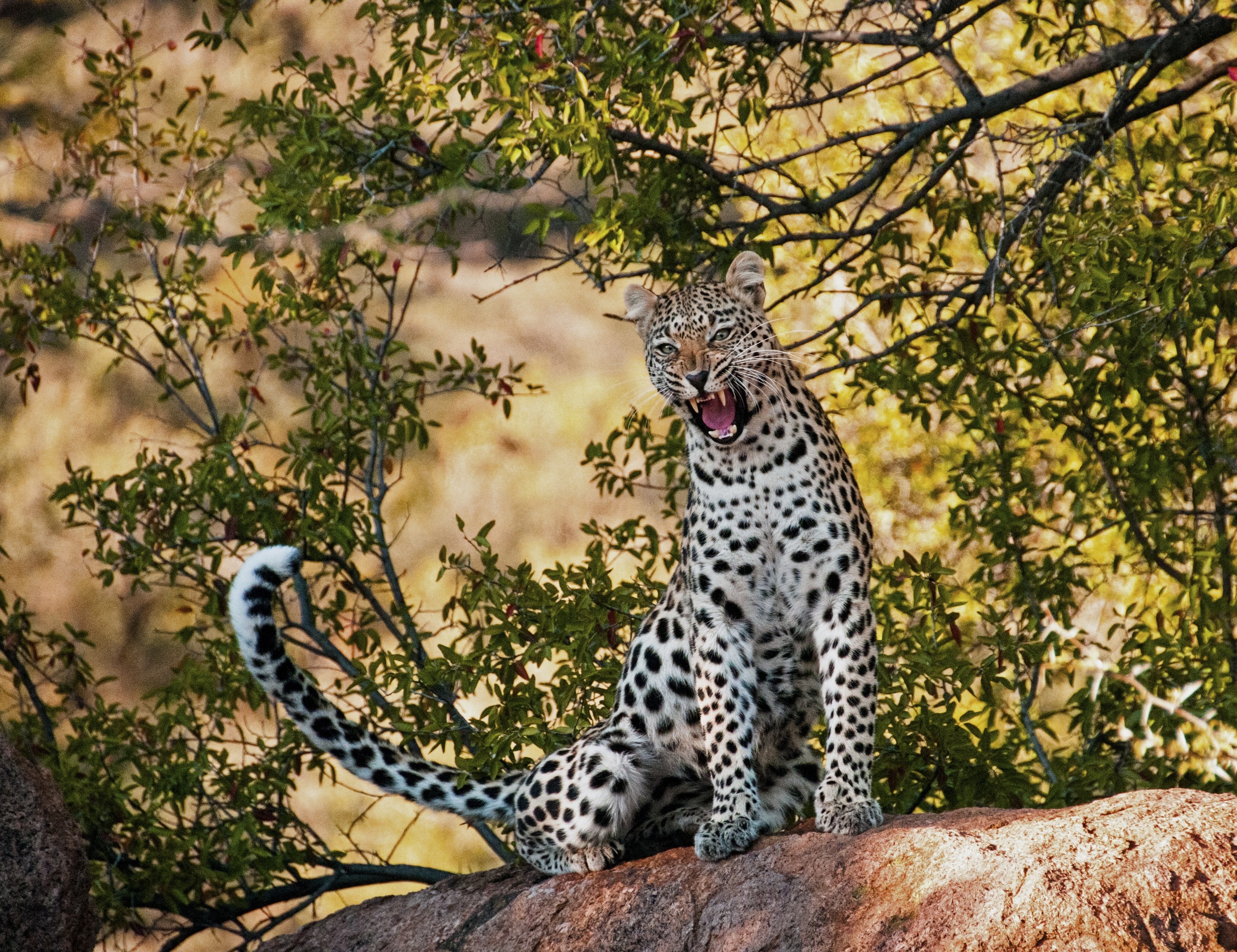 Samburu National Park Multi-Day Private Wildlife Safari