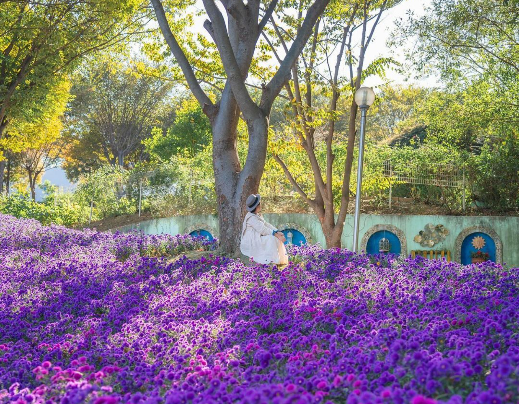 夢幻紫菊花為秋天染上色彩！宛如戴著帽子的少女，沉浸在紫色花海中，用照片捕捉深秋的浪漫。