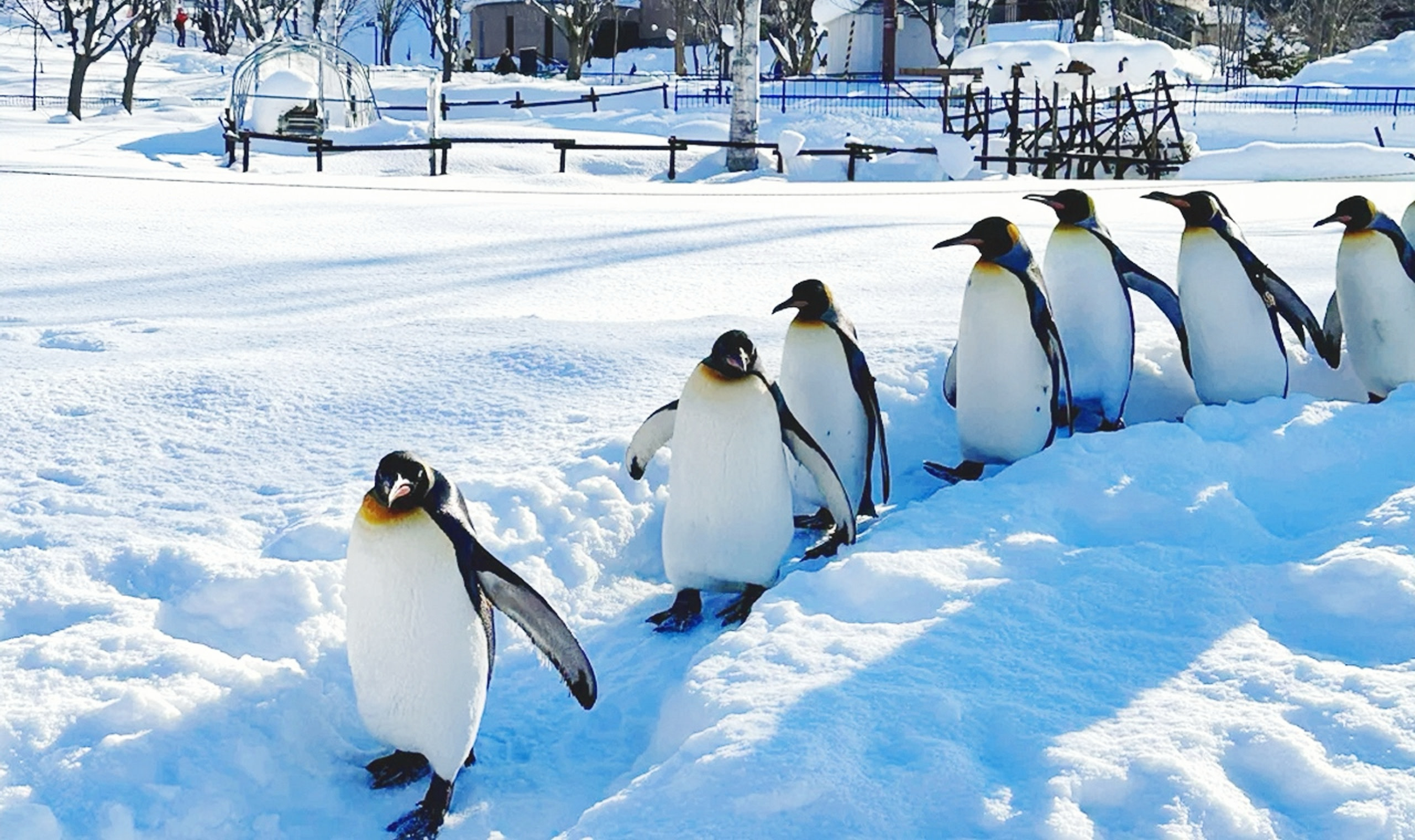 Hokkaido Asahiyama Zoo & Shikisai-no-Oka Full-Day Winter Adventure