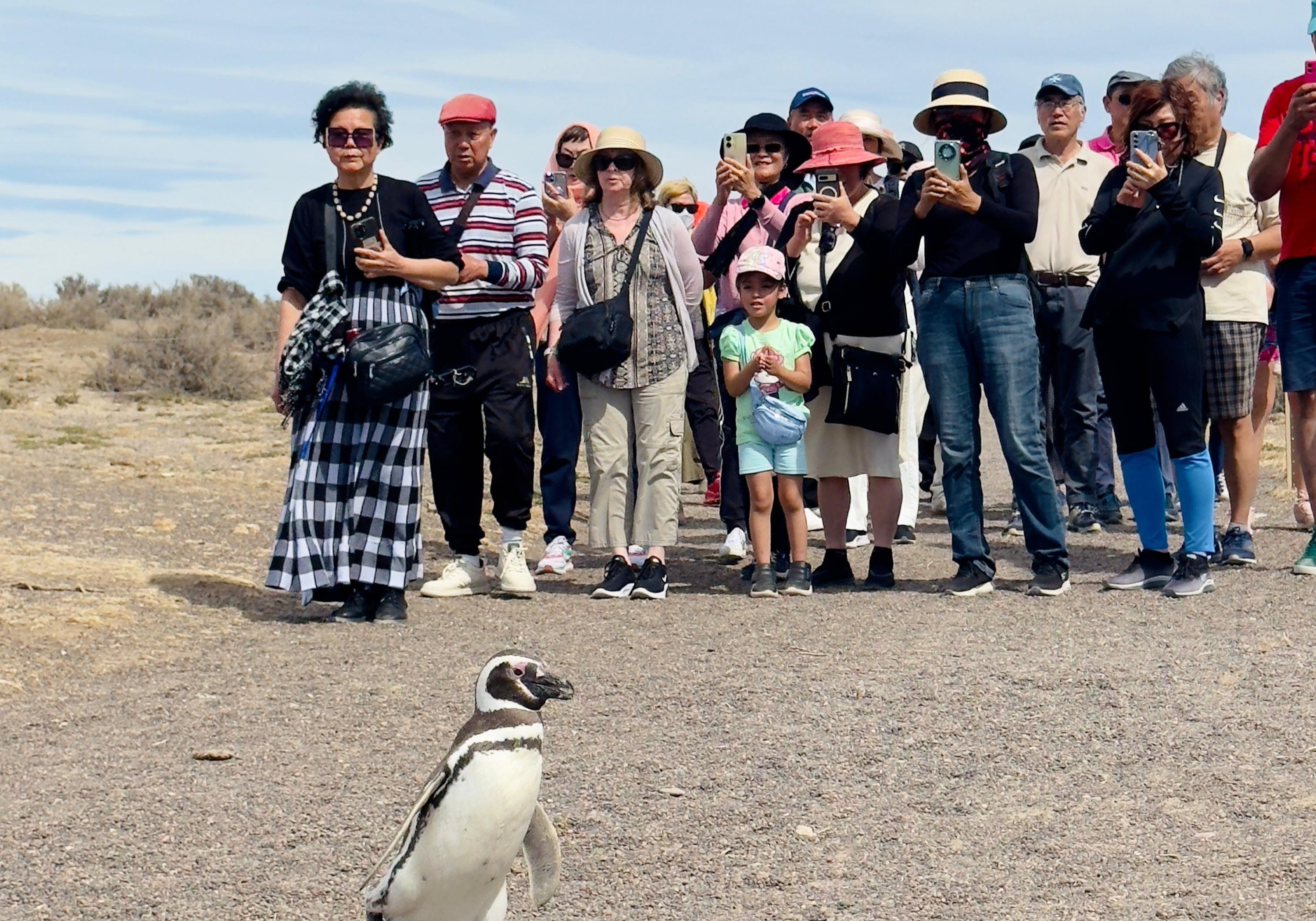 Punta Tombo Penguins Reserve One-Day Tour