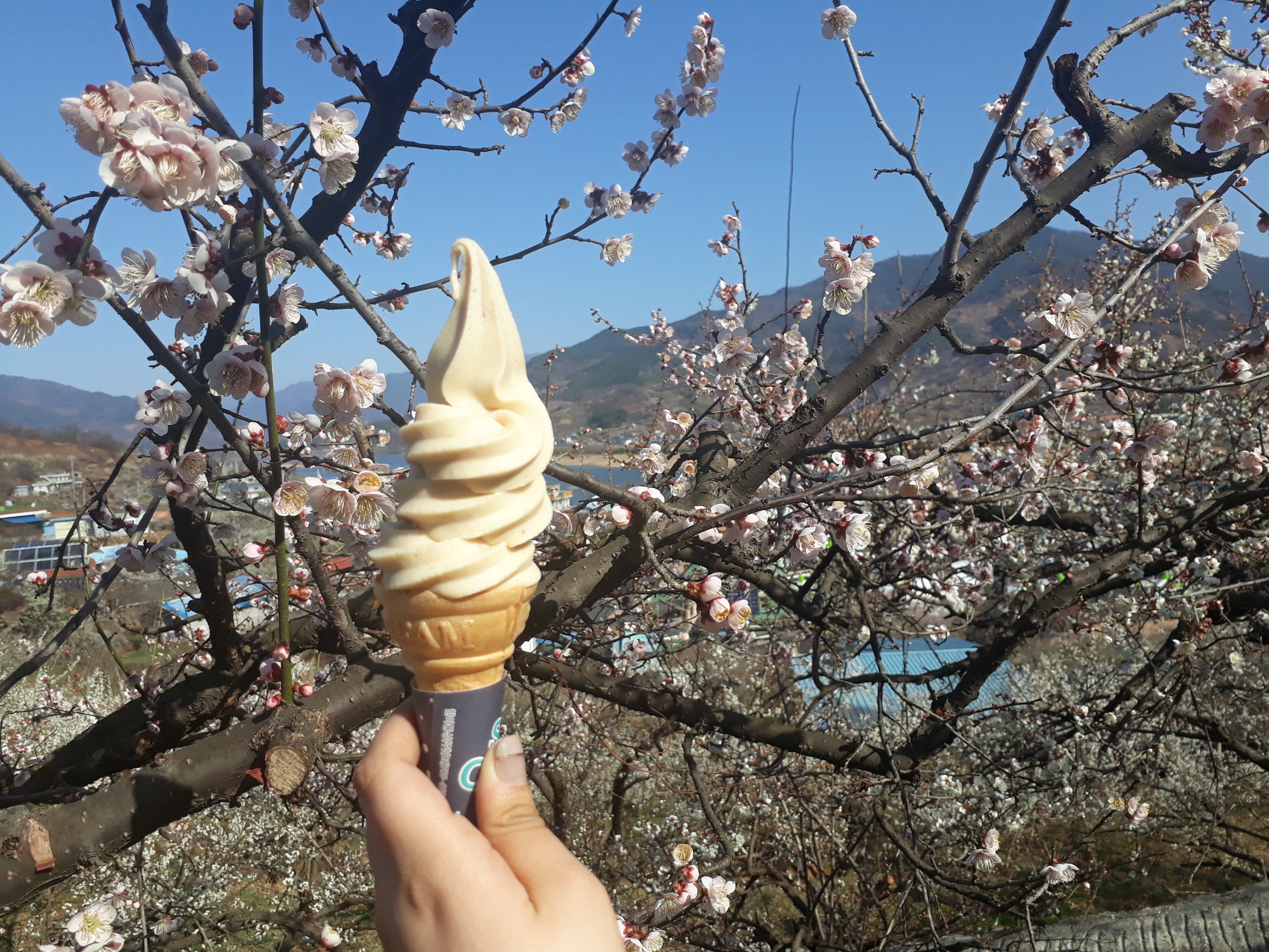 韓國光陽梅花 & 全州韓村屋之旅（首爾出發）